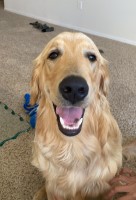 tom pham - Golden Retriever Stud