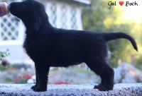 Fleetwing Retrievers Flat Coated Retriever breeder