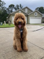 Carlea Patrick - Goldendoodle Stud