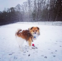 Cate - Pomeranian Stud