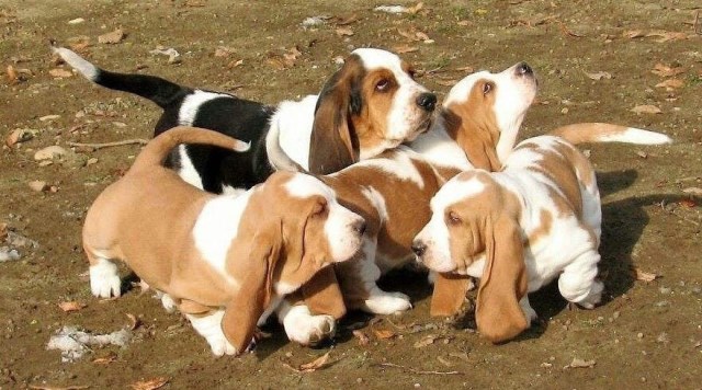 Basset Hound Breeder 31812