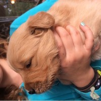 McReynolds Retrievers Golden Retriever for breeder