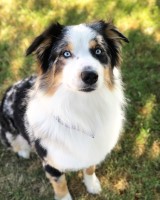 Desi Katrina - Australian Shepherd Dog Stud