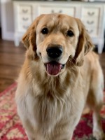 Lauren Kight - Golden Retriever Stud