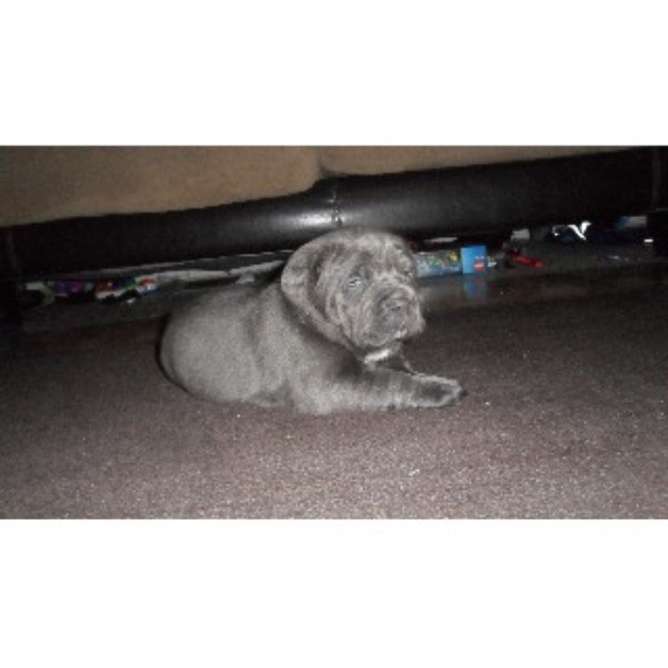 free puppies in cleveland ohio ruble s corsos corso breeder in cleveland ohio free puppies in cleveland ohio ruble s corsos corso breeder in cleveland ohio