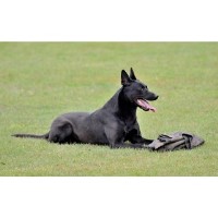 Allpurposek-9 Malinois breeder