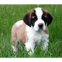 Crooked River Saints Saint Bernard breeder