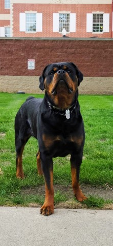 Rottweiler Breeder 30108