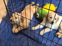 Linda W. Gardner - Golden Retriever Breeder Golden Retriever breeder