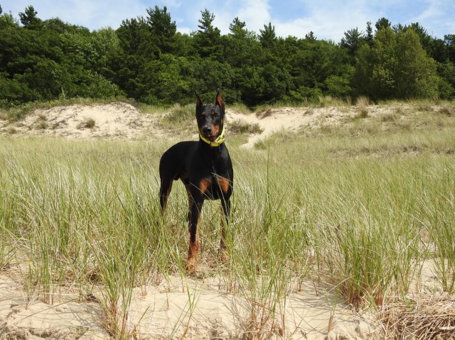 Doberman Pinscher Stud 27978