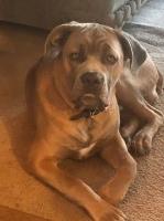 April Curry - Cane Corso Stud