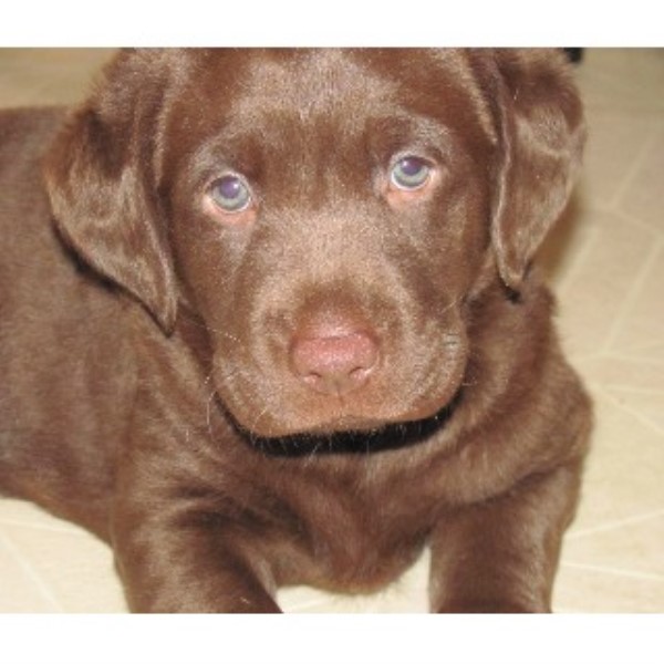 Holland Oaks Loyal Labs, Labrador Retriever Breeder in Big Lake, Minnesota