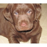 Holland Oaks Loyal Labs Labrador Retriever for breeder