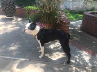 Shelly Moss - Boston Terrier Stud