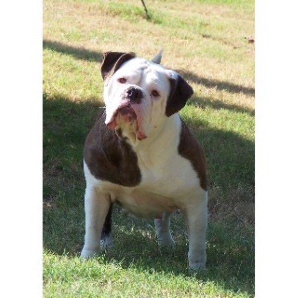 Dawson Creek Kennel, English Bulldog Breeder in Colt, Arkansas