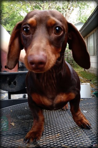 Miniature Dachshund Stud - Enzo