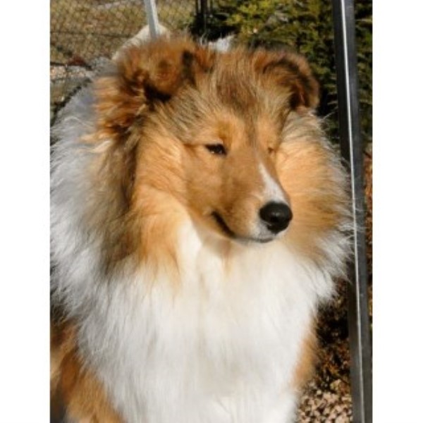 Canyonview Shelties