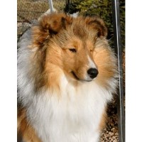 Canyonview Shelties Shetland Sheepdog breeder