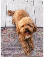 Angela - Poodle Toy Stud