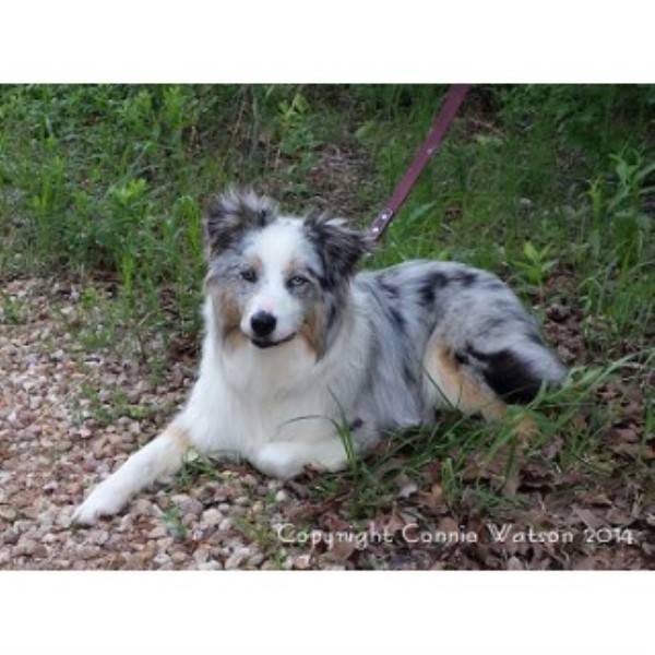 Australian Shepherd Dog Breeder 24933