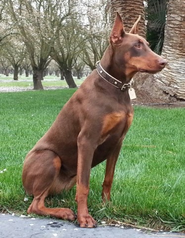 Doberman Pinscher Breeder 20553