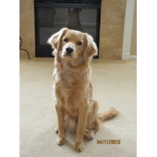 Flat Coat Goldendoodle Puppy Goldenacresdogs Flat Coat Goldendoodle Puppy