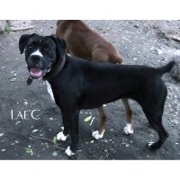 Norton Boxers Boxer breeder