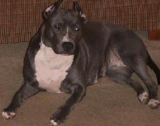 American Pit Bull Terrier Breeder 26678