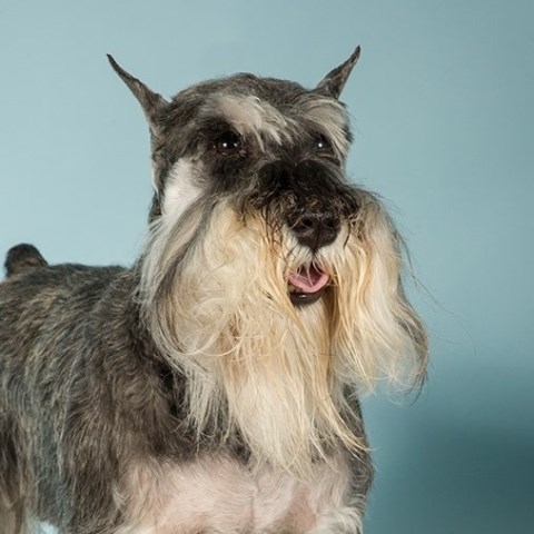 Miniature Schnauzer Stud 27024