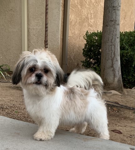 Moreno Valley shih tzu