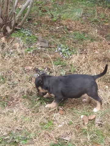 Heritage Kennel/Kick Azz Bullies