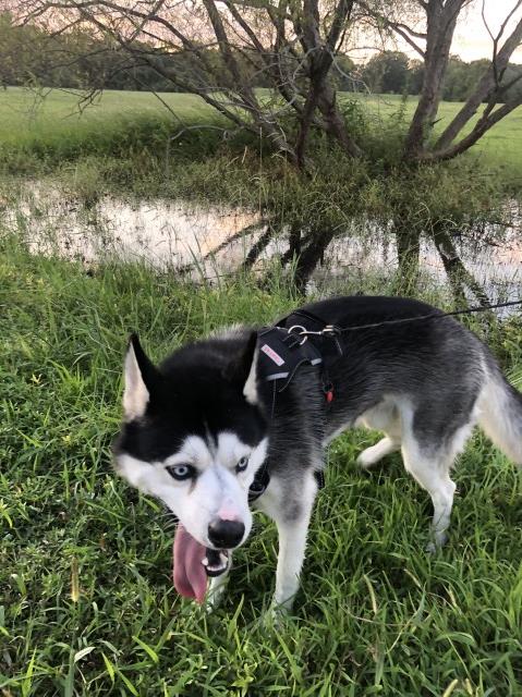 Siberian Husky Stud 28468