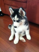 Ben - Siberian Husky Stud