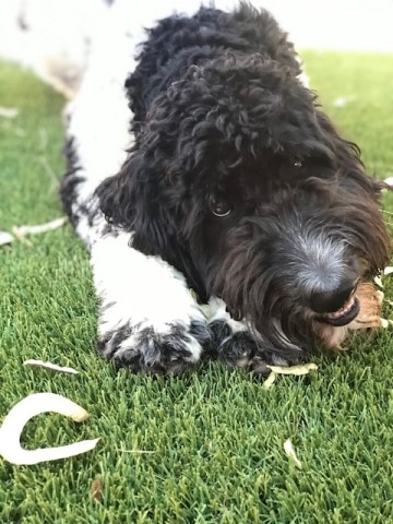Goldendoodle Stud 28544