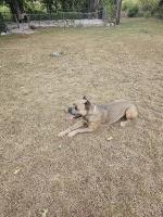 Joseph Beard - Cane Corso Stud