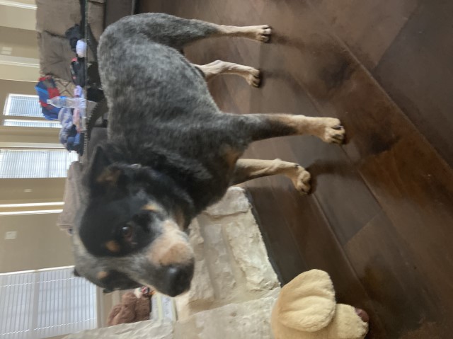 Australian Cattle Dog Stud 29302