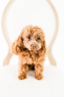 Jenna - Poodle Toy Stud