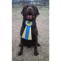 Due North Labradors Labrador Retriever for breeder