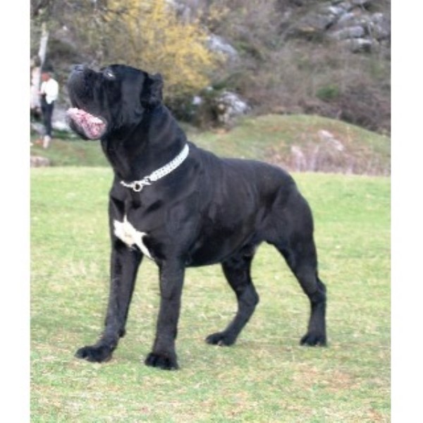 Hierarchy Cane Corso Cane Corso Breeder In Atlanta Georgia
