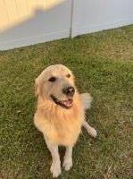 Fei - Golden Retriever Stud