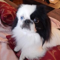 Pekingese thumbnail