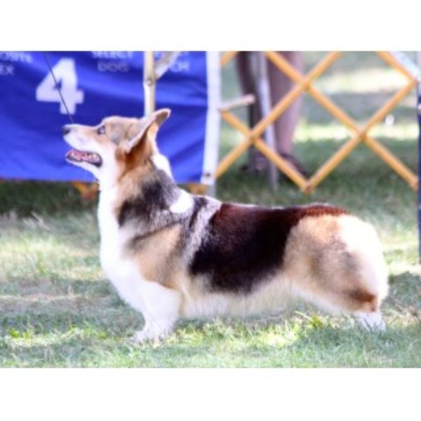 Pembroke Welsh Corgi Breeder 21075