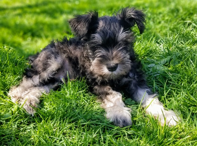 Miniature Schnauzer Stud 28520