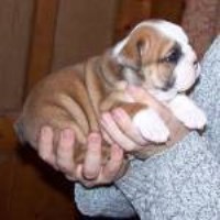 owner - English Bulldog Breeder English Bulldog breeder
