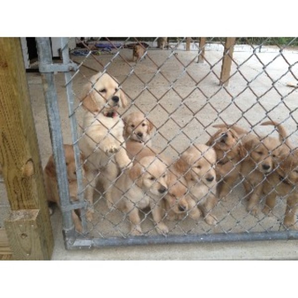 Kaczara Farm Goldens