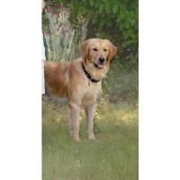 Connie Dunn - Golden Retriever Stud