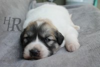 Hawes Heritage Ranch Great Pyrenees breeder