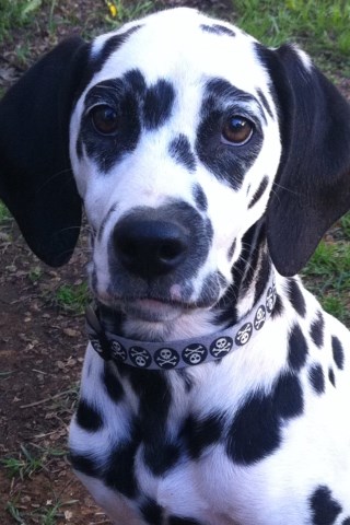 Dalmatian Breeder 26457