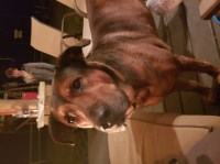 Mixed breed stud services