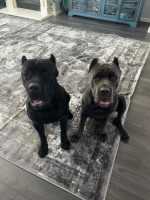 Stephanie - Cane Corso Stud